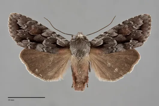 Lithophane thaxteri