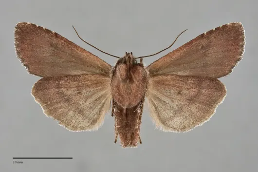 Lithophane thaxteri