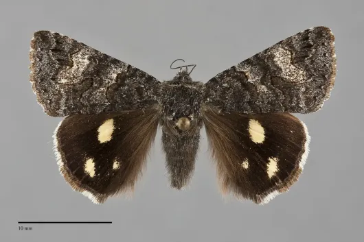 Litocala sexsignata