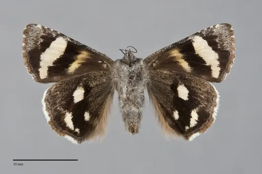 Litocala sexsignata