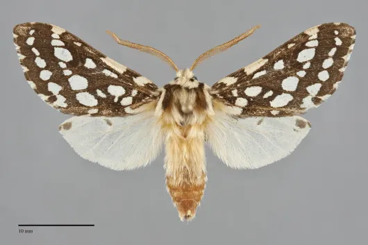 Lophocampa argentata