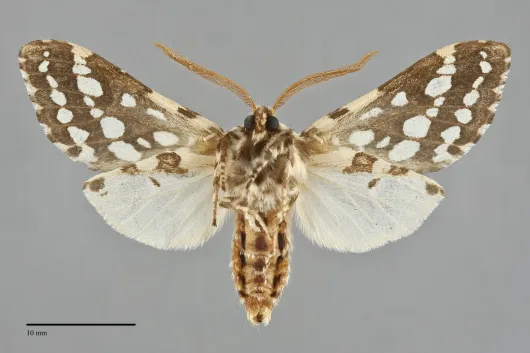 Lophocampa argentata