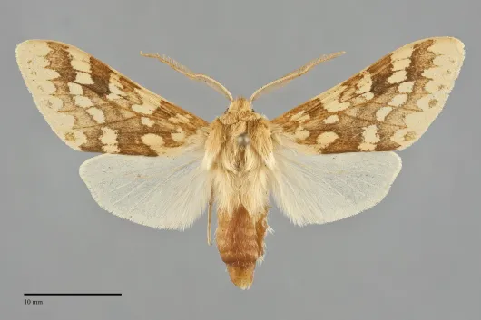 Lophocampa maculata