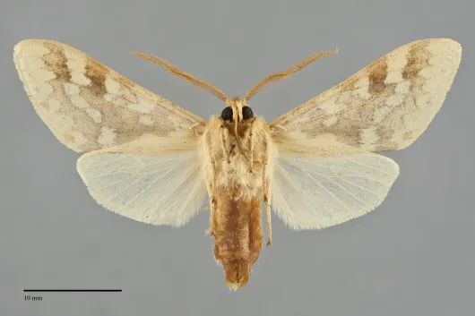 Lophocampa maculata