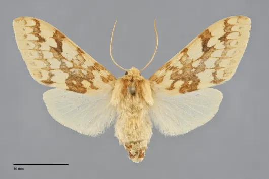 Lophocampa maculata
