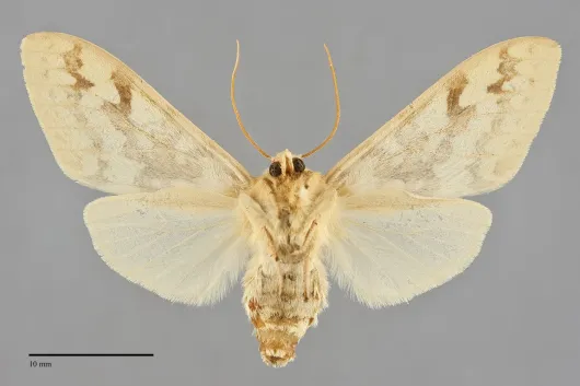 Lophocampa maculata