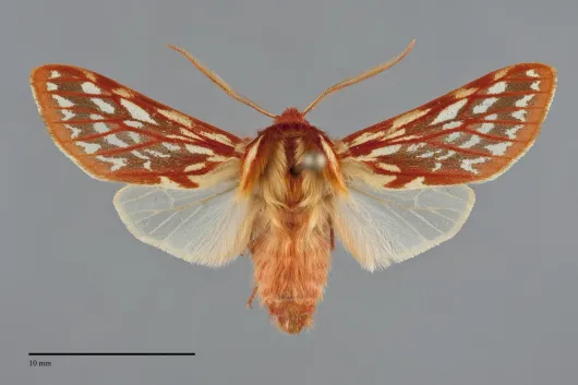 Lophocampa roseata