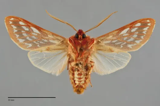 Lophocampa roseata