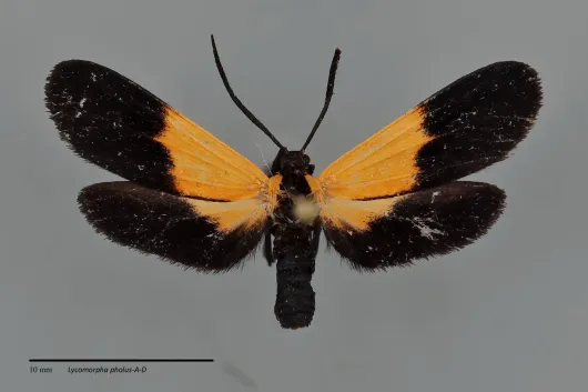 Lycomorpha pholus