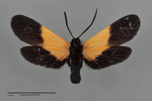 Lycomorpha pholus