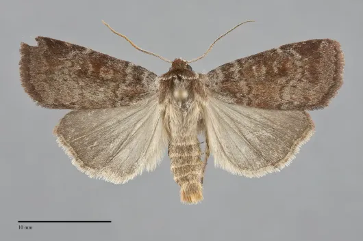 Lycophotia phyllophora