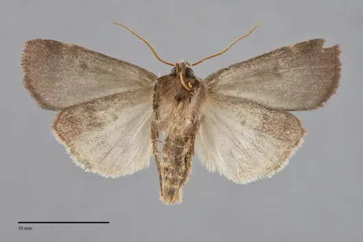 Lycophotia phyllophora
