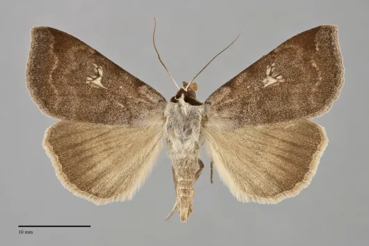 Lygephila victoria