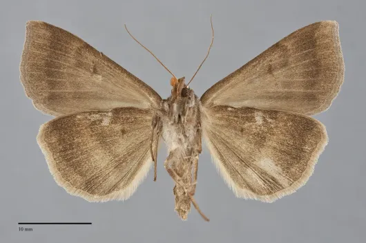 Lygephila victoria