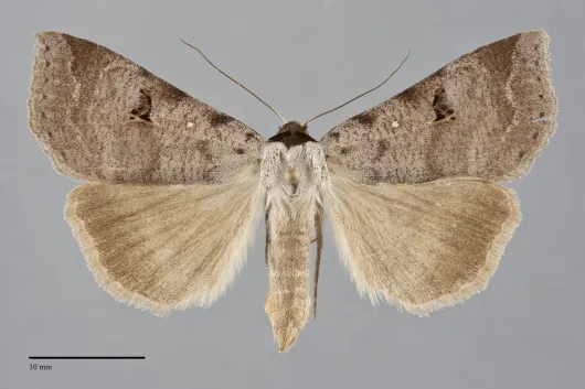 Lygephila victoria