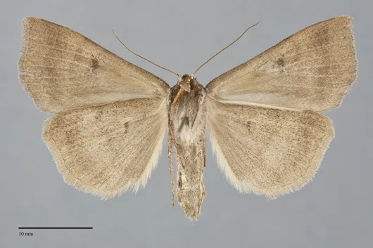 Lygephila victoria
