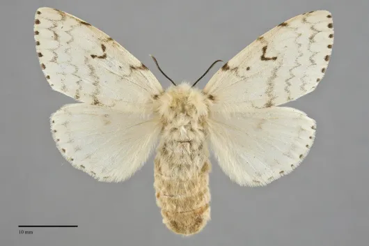Lymantria dispar
