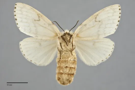 Lymantria dispar