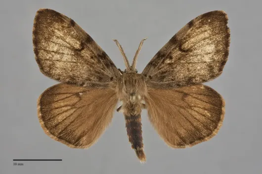 Lymantria dispar