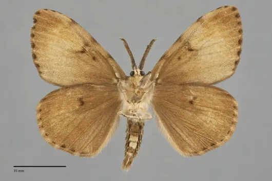 Lymantria dispar