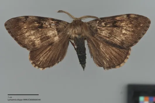Lymantria dispar