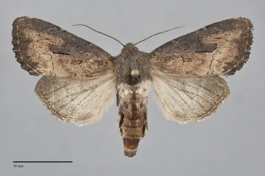 Macronoctua onusta