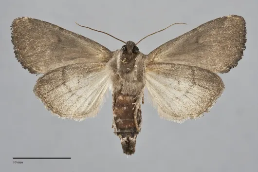 Macronoctua onusta