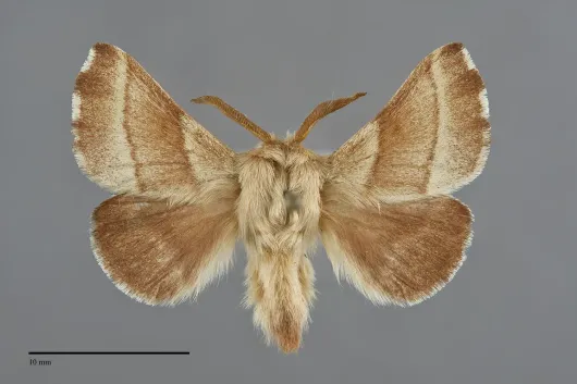 Malacosoma californicum