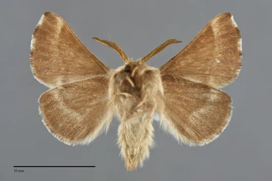 Malacosoma californicum