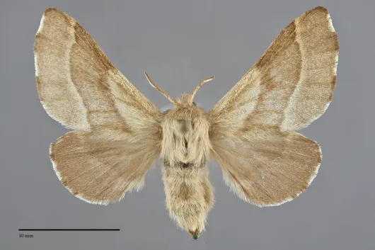 Malacosoma californicum