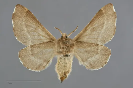 Malacosoma californicum