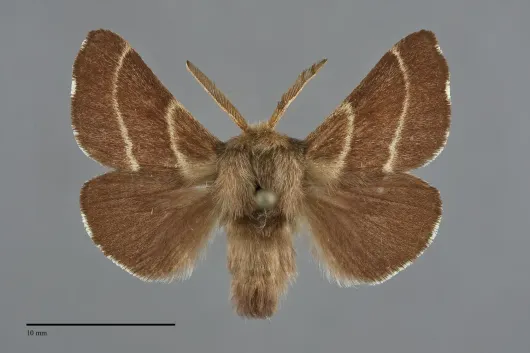 Malacosoma californicum
