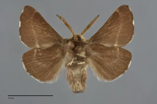 Malacosoma californicum