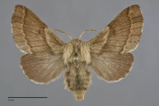 Malacosoma californicum
