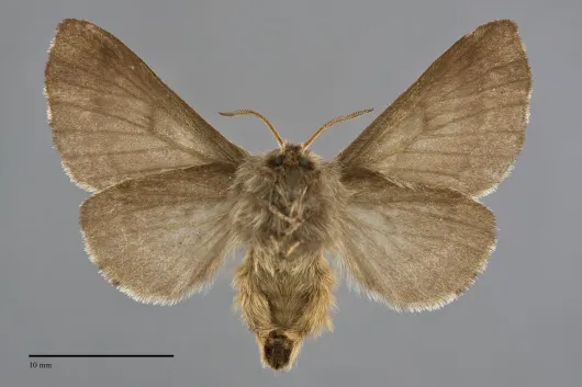 Malacosoma californicum