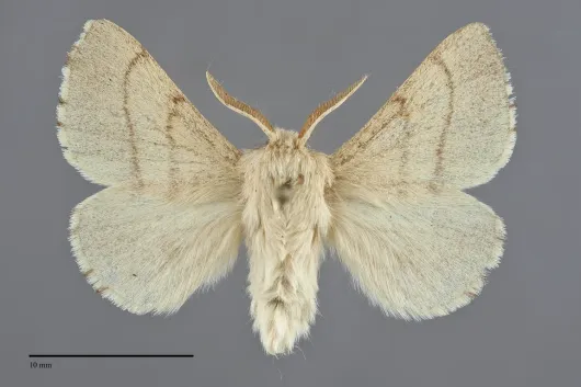Malacosoma constrictum