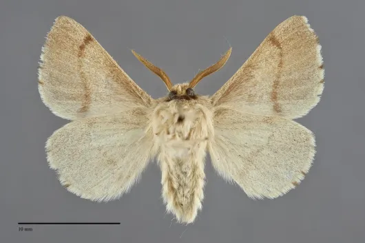Malacosoma constrictum