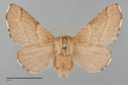 Malacosoma constrictum