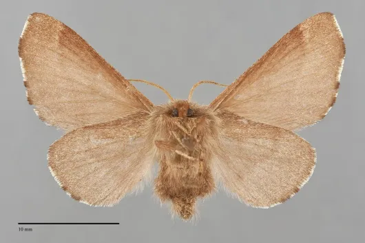 Malacosoma constrictum