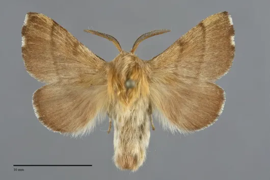 Malacosoma disstria