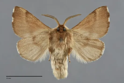 Malacosoma disstria