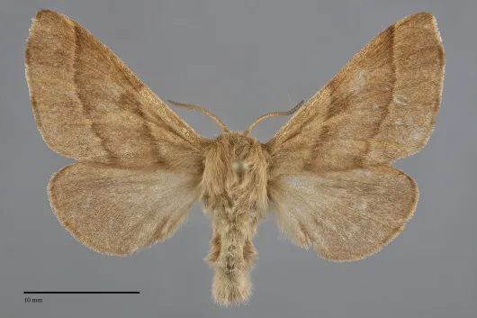 Malacosoma disstria