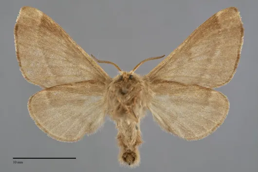 Malacosoma disstria