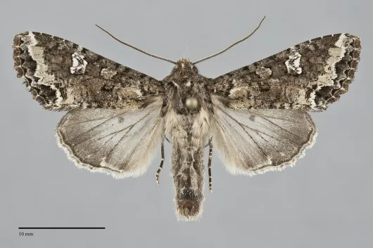 Mamestra configurata