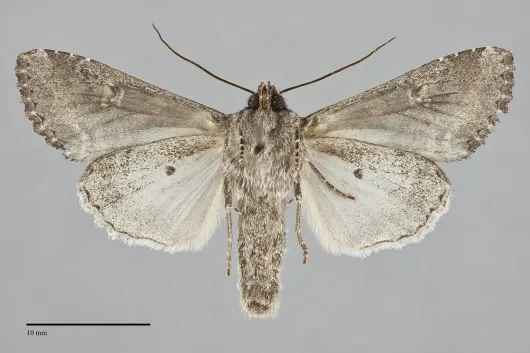 Mamestra configurata