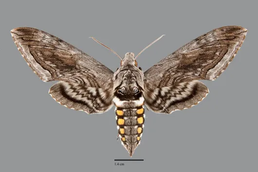 Manduca quinquemaculata