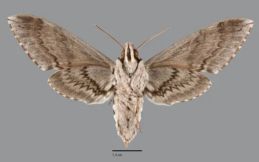 Manduca quinquemaculata