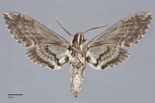 Manduca sexta