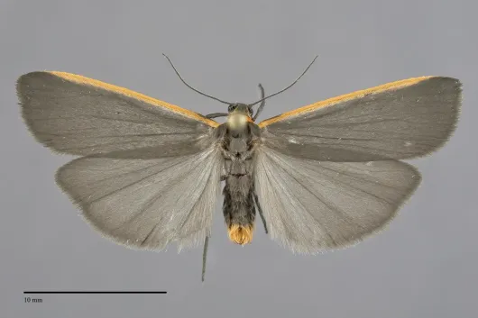 Manulea bicolor