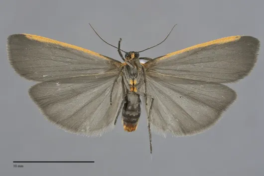 Manulea bicolor
